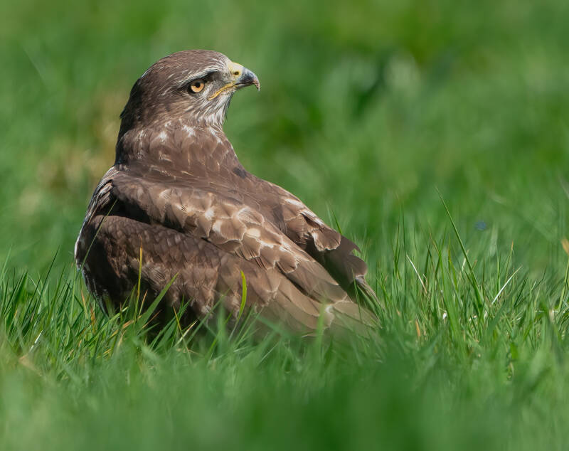 Common Buzzard - Wicklow