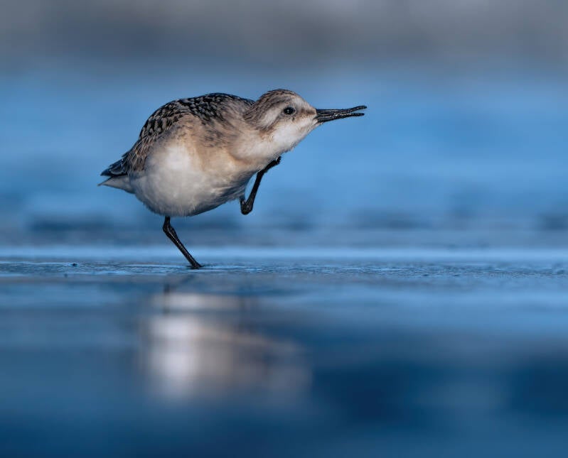 Sanderling - Wexford
