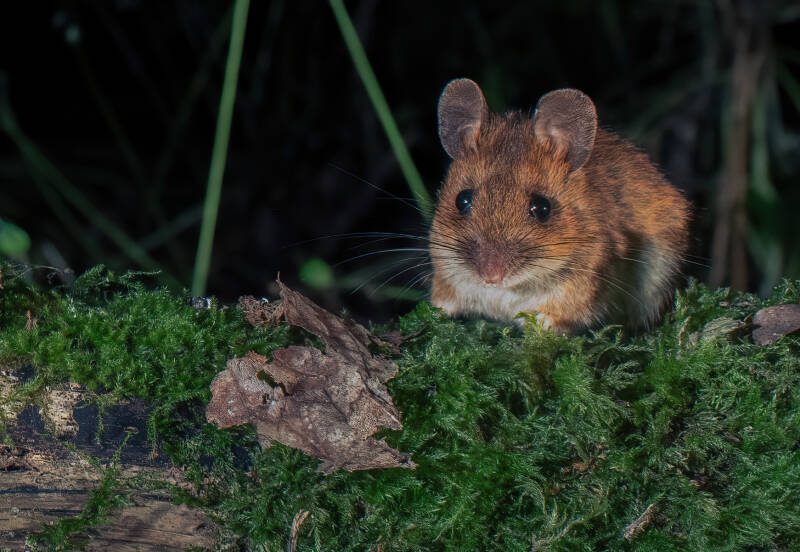 Wood mouse - Wicklow