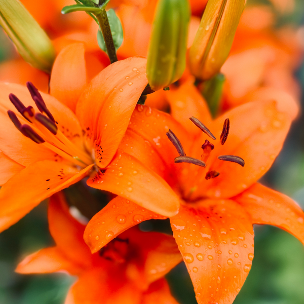 /FLEUR DE LYS