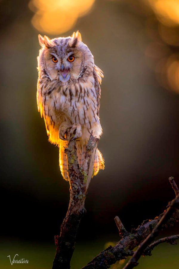 SUNSET Workshop Roofvogelfotografie 3 oktober 2024