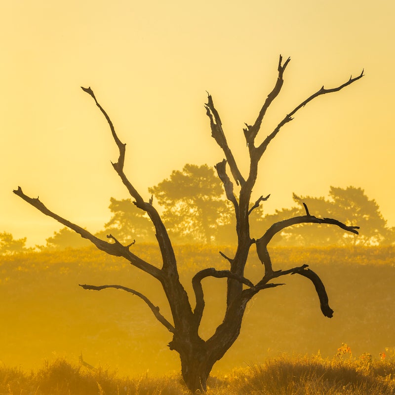 20241024-mist-in-het-quin-maasduinen-3-standard.jpg