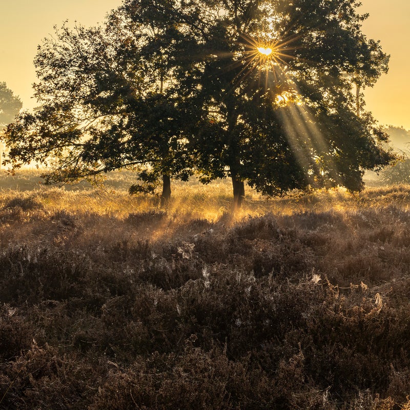 20241024-mist-in-het-quin-maasduinen-4-standard.jpg