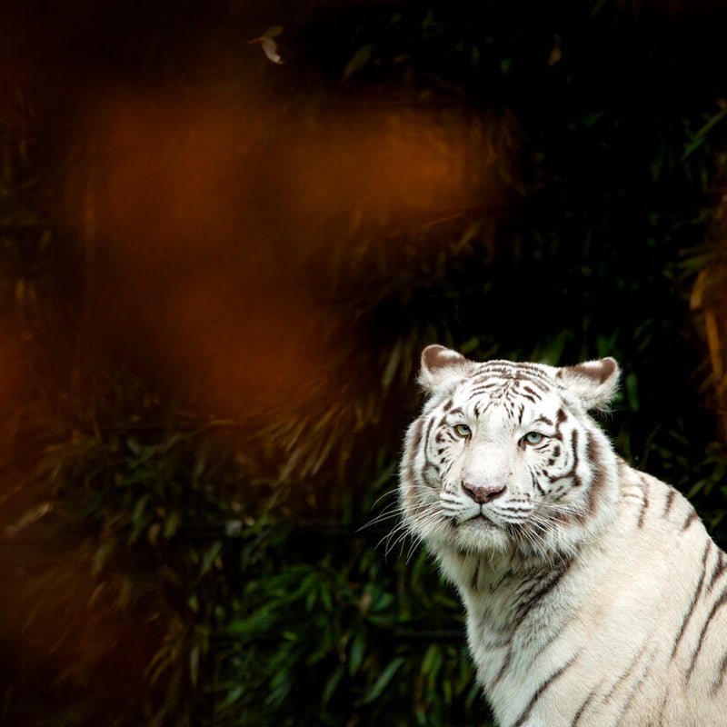20241117-witte-tijger-3-standard.jpg