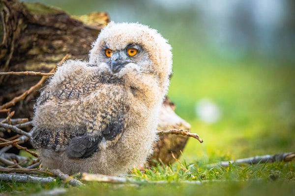 Workshop Roofvogelfotografie 26 mei 2024