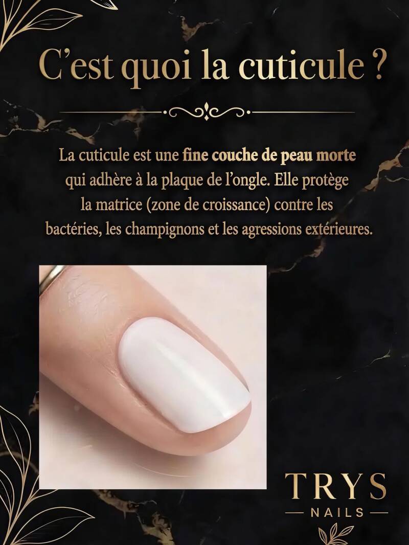 C’est quoi la cuticule?
