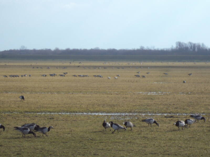 buiten, grasland met ganzen erop, onder andere brandganzen en een paar grauwe ganzen, in de achtergrond wat bomen een dijk en lucht