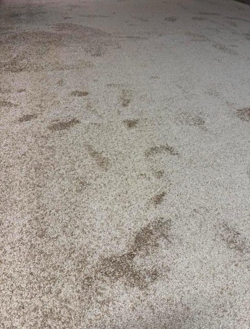 Hebeta Caress 230 Corn Ab 40