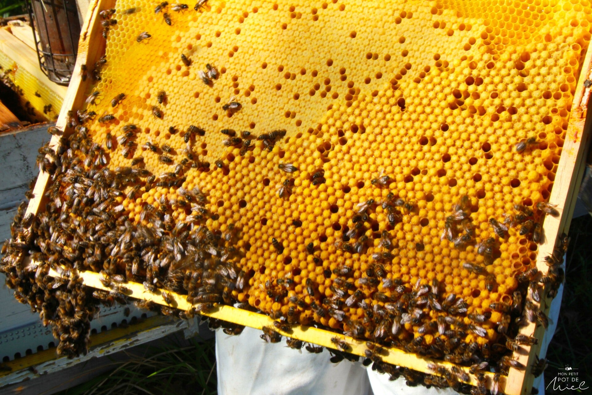 AU COEUR DE LA RUCHE