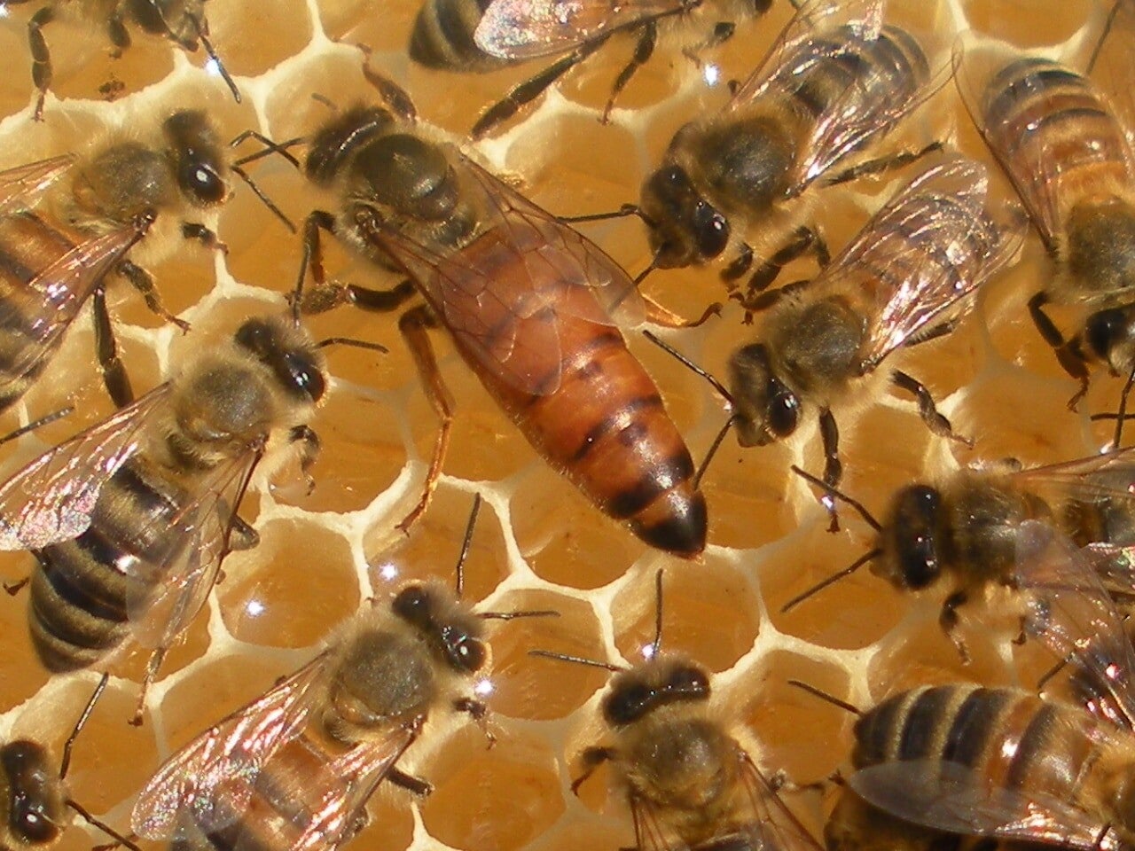 PARRAINAGE D'UNE REINE OU D'UNE RUCHE