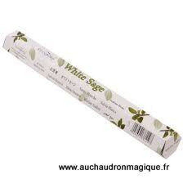 Sauge Stamford - Inde -