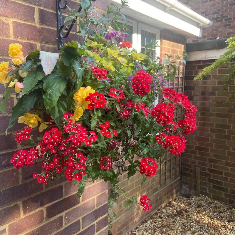 Hanging Baskets