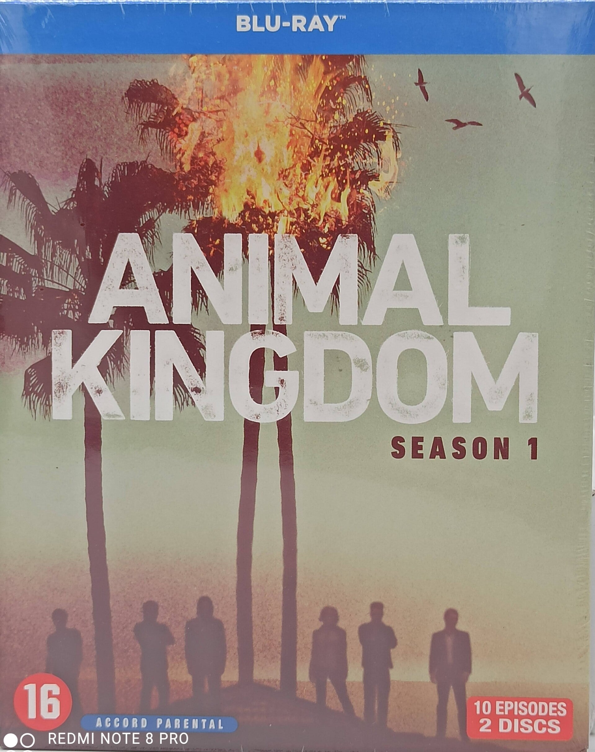 ANIMAL KINGDOM - L' INTEGRALE SAISON 1