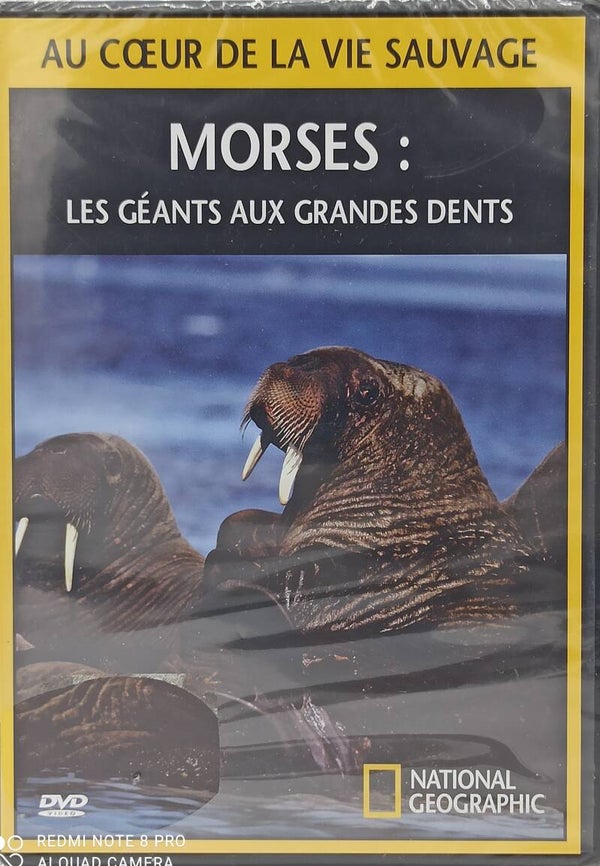 MORSES - LES GEANTS AUX GRANDES DENTS