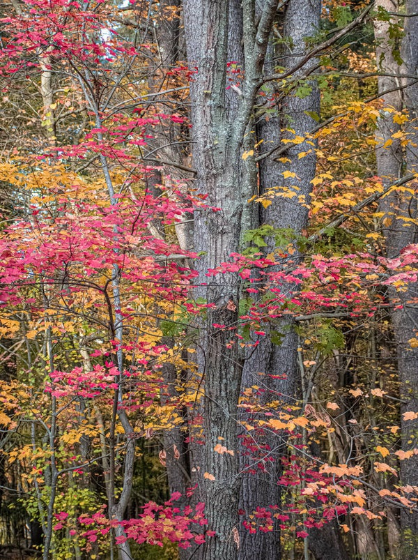 Fall Tree
