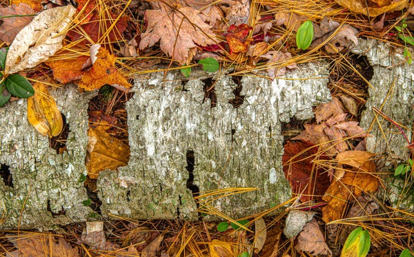 Fall Wood