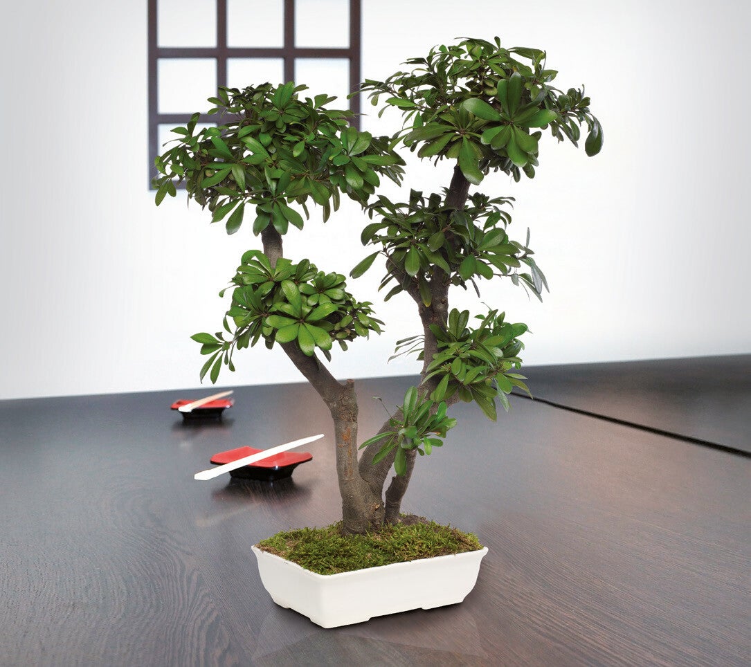 ONDERHOUDSVRIJE Bonsai Tobira