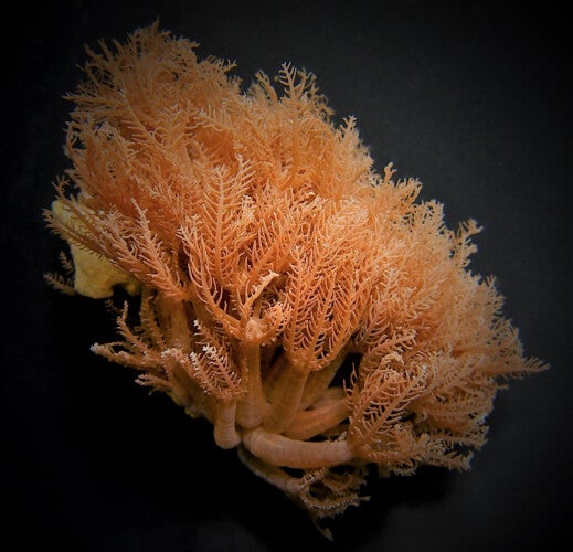 Anthelia glauca - waving hands