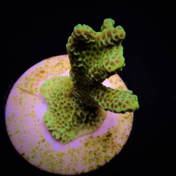 Montipora confusa Frag