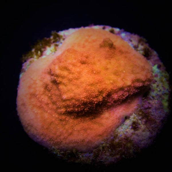 Montipora spp. (Encrusting) (Orange/Red) (frag)