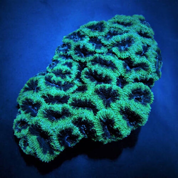 Acanthastrea lordhowensis GREEN