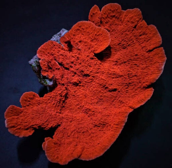Montipora spp Laminar Orange/Red (frag)