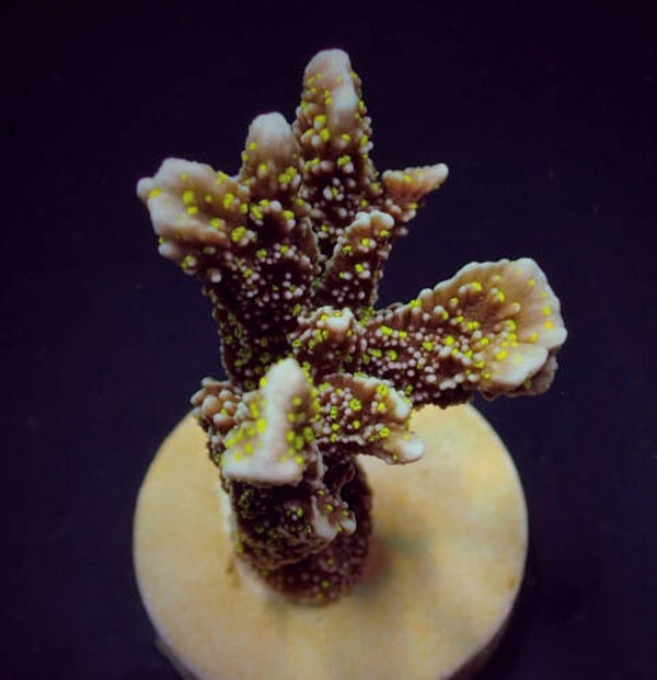 Montipora malampaya Frag