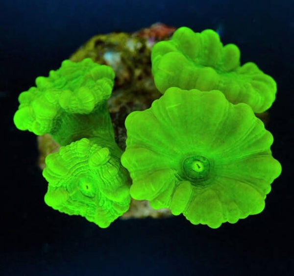 Caulastrea curvata Ultra Green