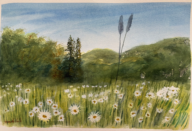 Le champ de marguerites