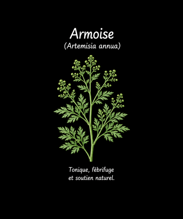 plantes médicinales