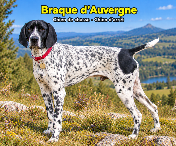 chiens