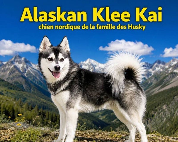 chiens