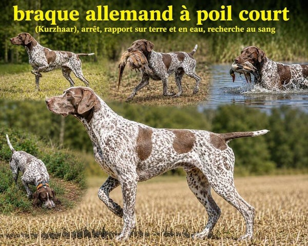 chiens de chasse