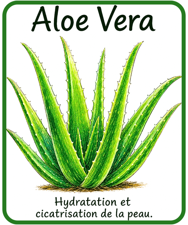 plantes médicinales