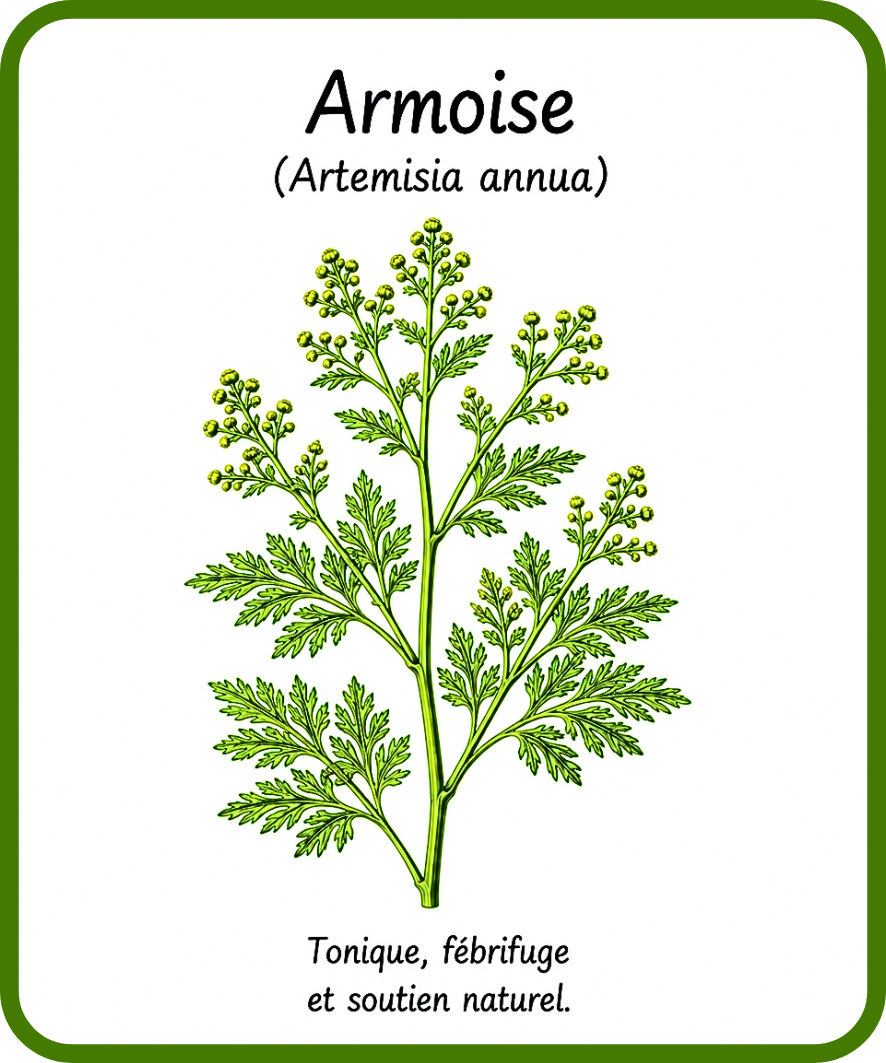 plantes médicinales