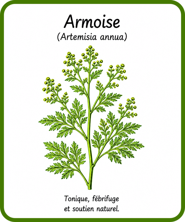 plantes médicinales