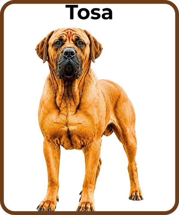 chien