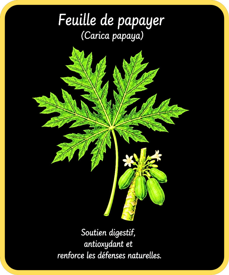 plantes médicinales