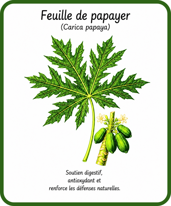 plantes médicinales