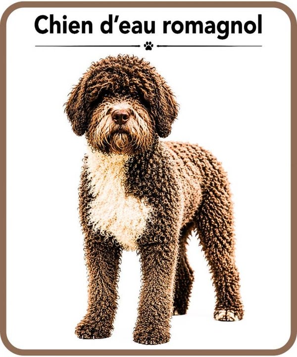 chien
