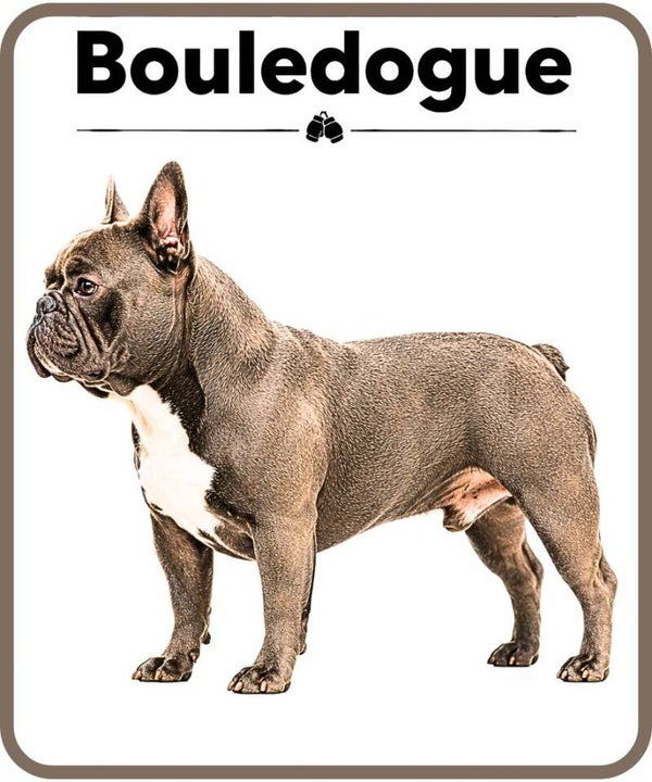 chien