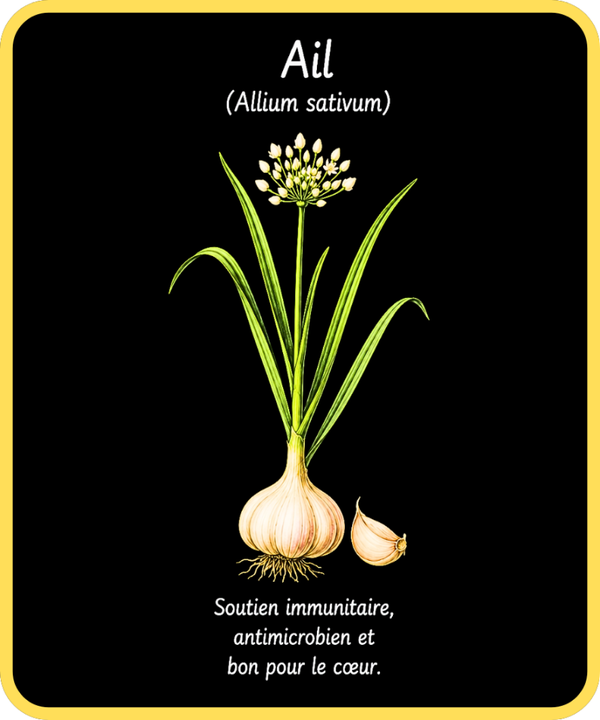 plantes médicinales