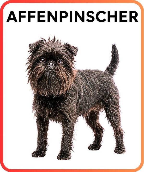chien