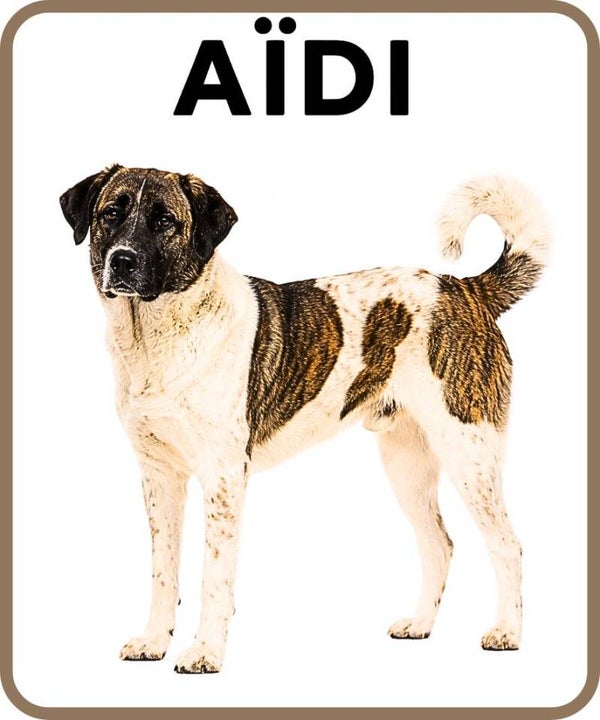 chien