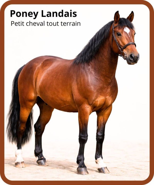 poney