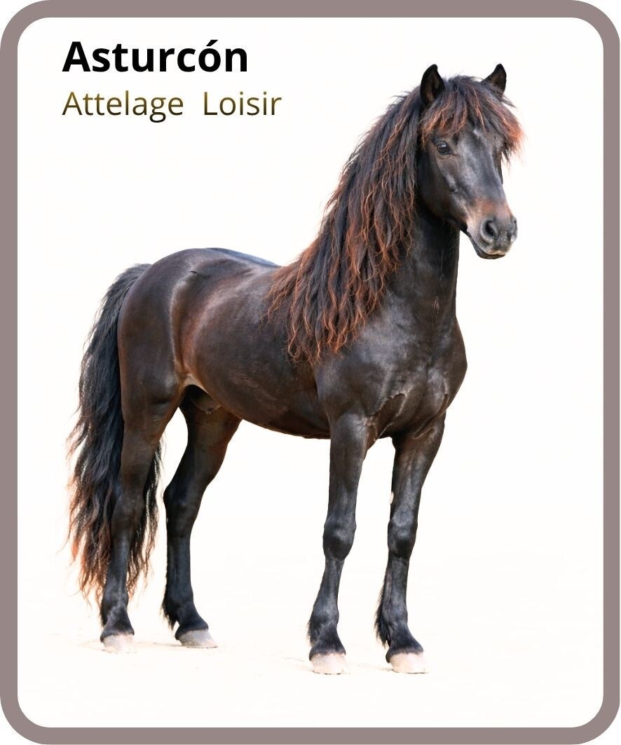 poney
