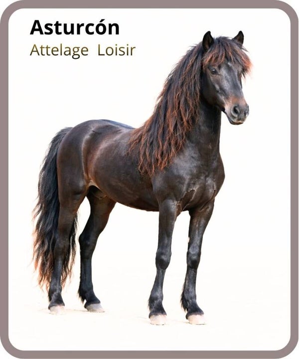 poney
