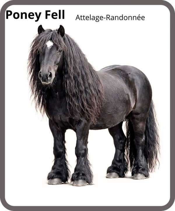 poney