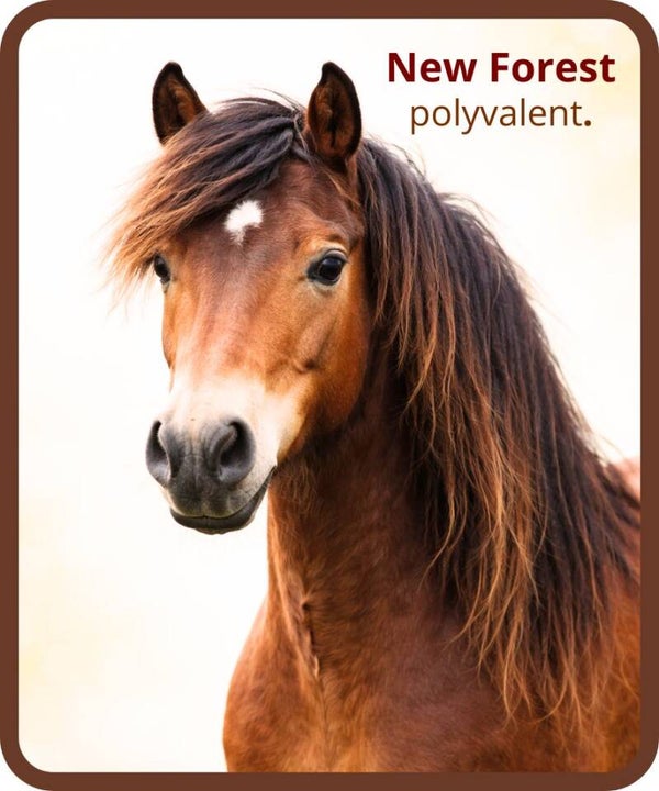 poney