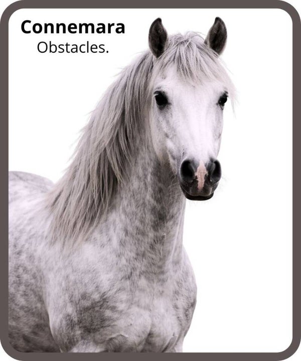 poney